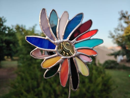 Marguerite multicolore